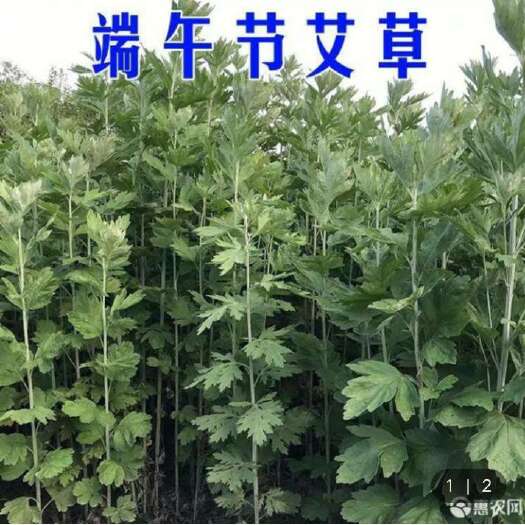 枣阳市艾草