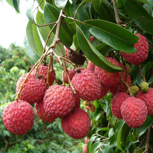  广西正宗灵山特有香荔 荔枝果