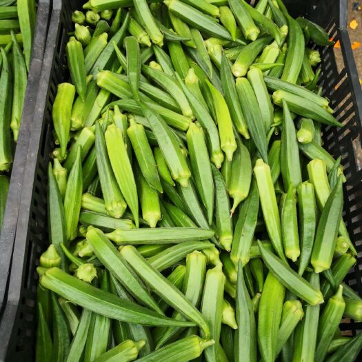 昆明 秋葵