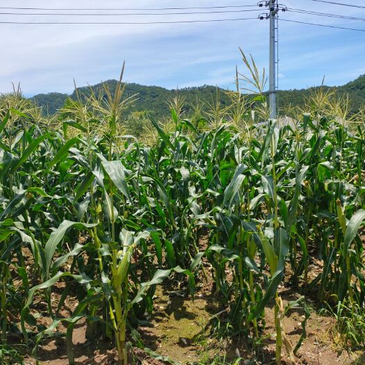 仙居县自家种的甜玉米