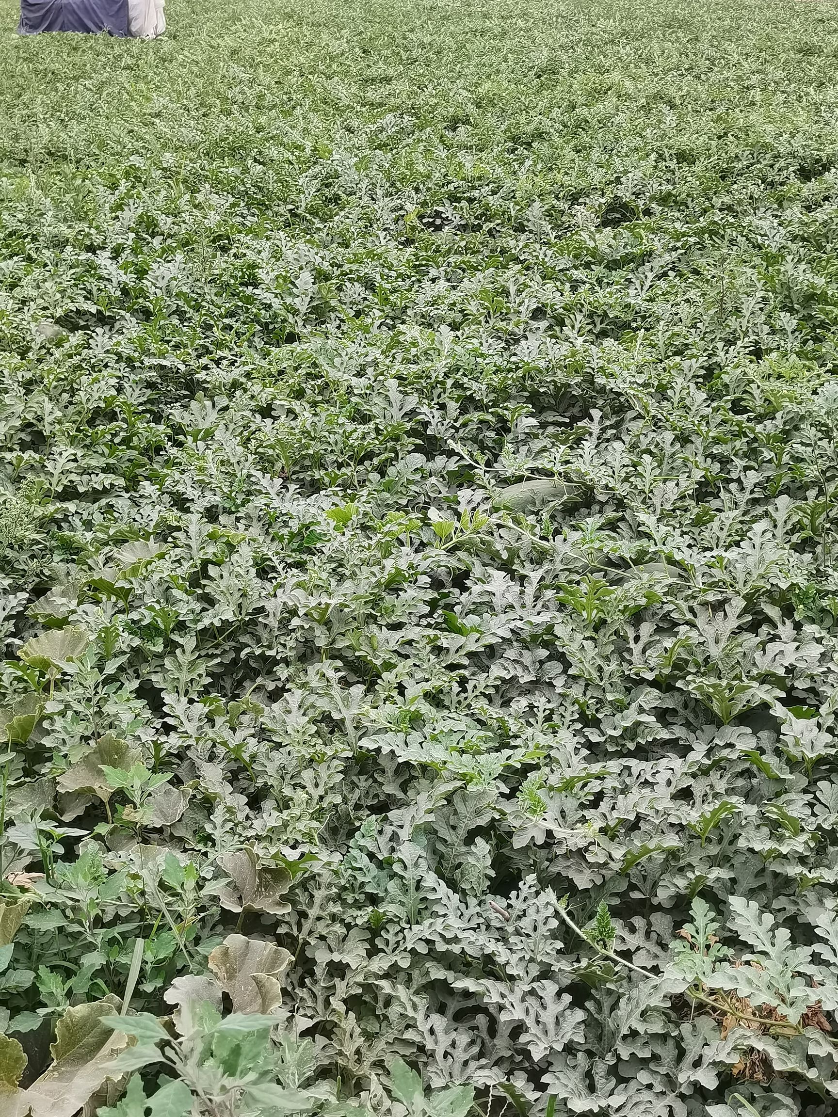  瓜农西瓜熟了，求购货商，感谢好心人，西瓜保证是甜的