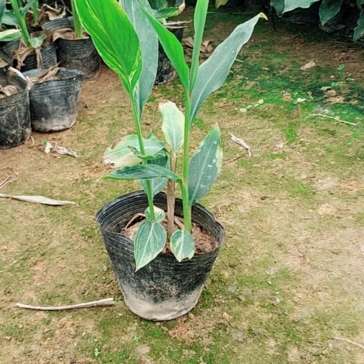 漳浦县花叶良姜盆栽 花叶良姜杯苗