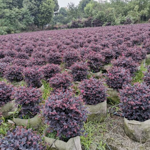 成都双面红 批量供应红继木球，冠30-50公分，规格多，成都货源