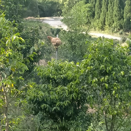 梅州奇楠沉香树
