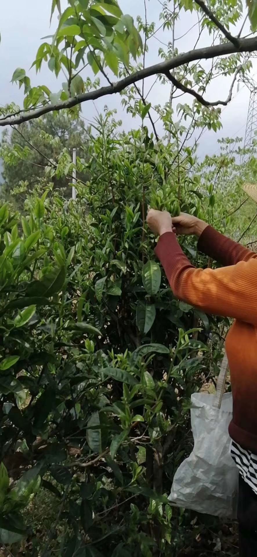 保康绿茶 怒江大峡谷生态荣康茶