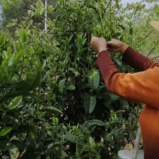 泸水市保康绿茶 怒江大峡谷生态荣康茶