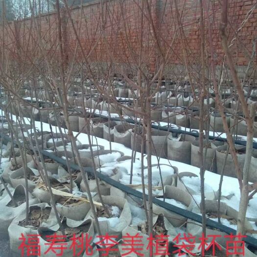 西丰县桃形李苗 福寿桃李装杯二年苗，口感好，杯苗耐运输，移栽成活率，用的联系