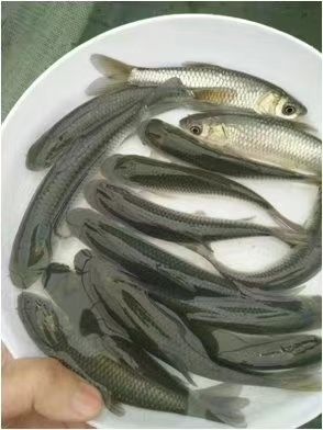 南宁 草鱼苗，草鱼苗