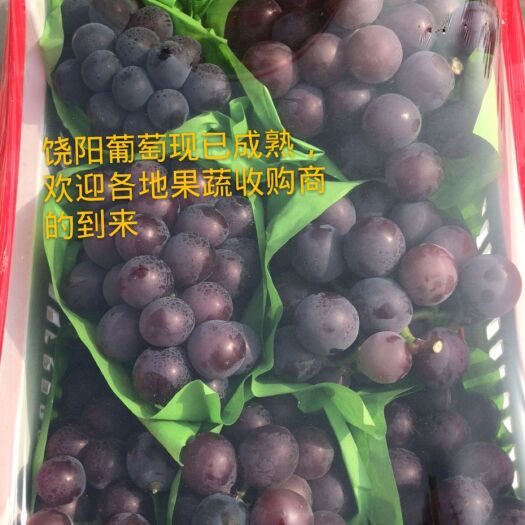 饶阳县 饶阳葡萄专业代购，饶阳葡萄大规模成熟，日供应可达到20万斤