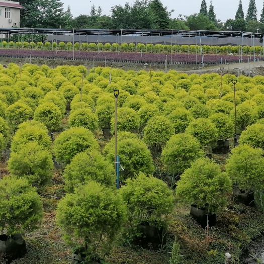 成都基地直销千层金小苗 千层金球 千层金球 黄金香柳规格齐全