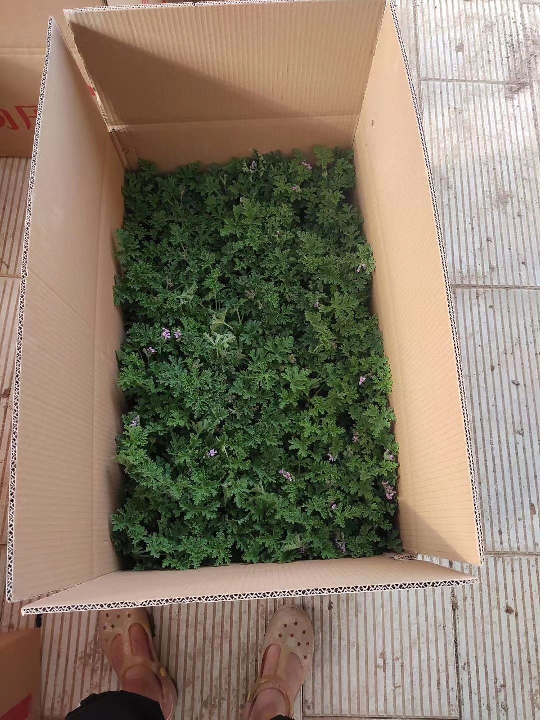 驱蚊草盆栽  驱蚊草  香叶天竺葵