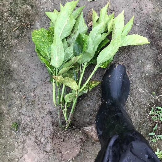 杭州花叶珊瑚