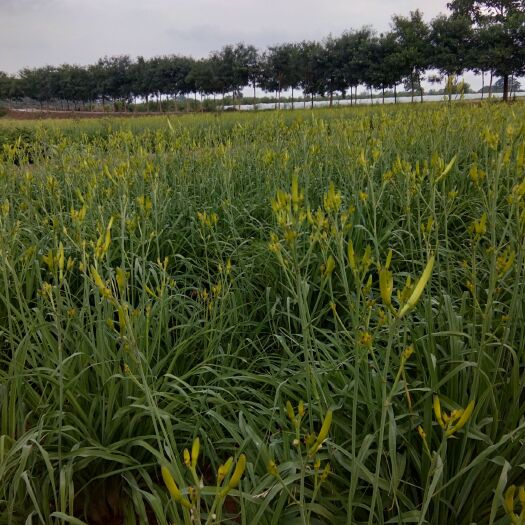 渭南 黄花菜开园了