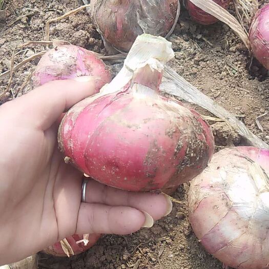 丰县二红葱 河西二红
你花钱都找不到的货