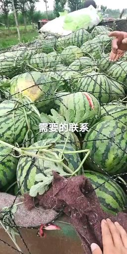 精品美都西瓜