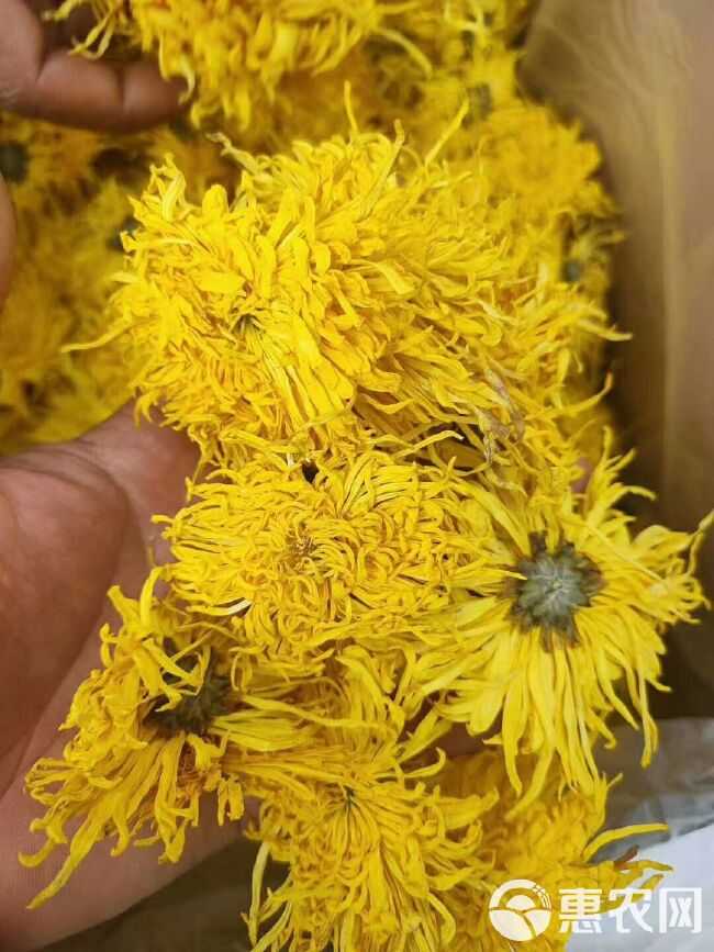 菊花茶  金丝皇菊基地直供 金丝黄菊包装盒 黄山大朵金丝皇菊