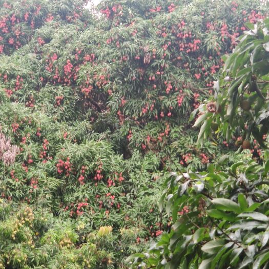 广州 从化荔枝桂味，糯米糍，槐枝