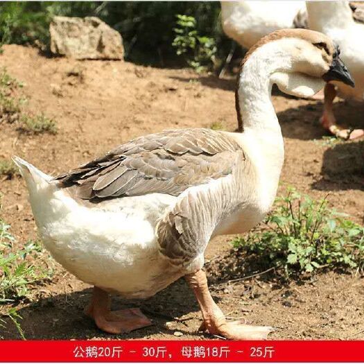 沭阳县狮头鹅苗 狮头鹅，四季鹅