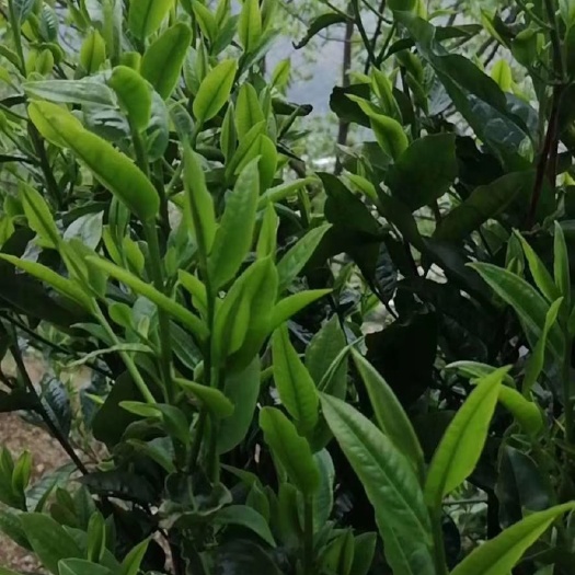 泸水市保康绿茶 怒江大峡谷生态茶