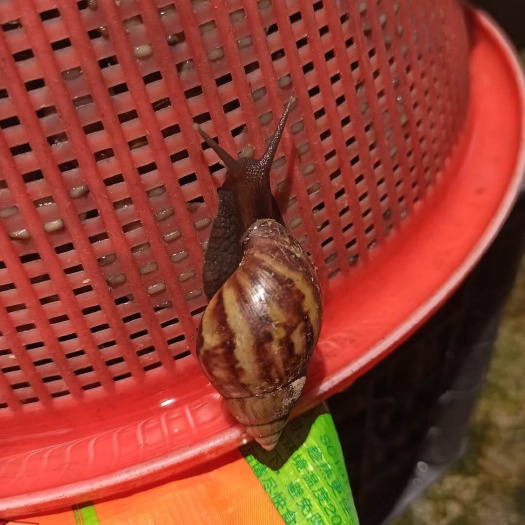  黑肉蜗牛