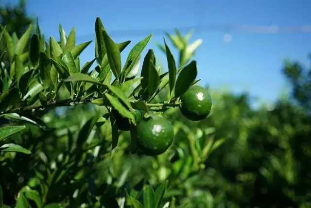 江门新会陈皮 小青柑茶