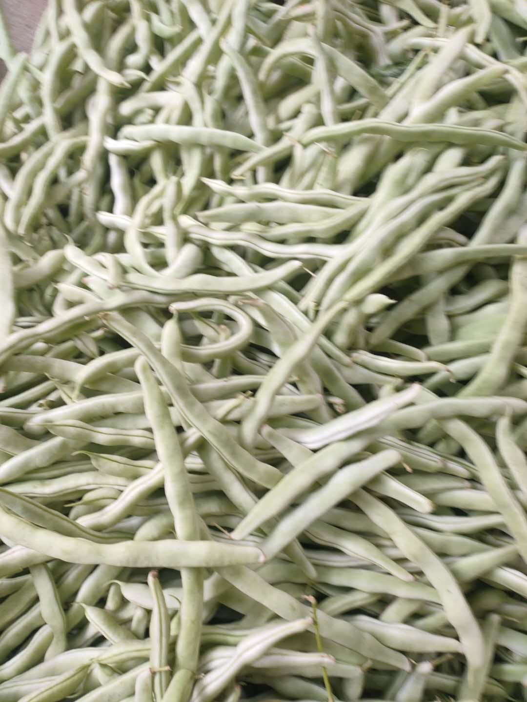  大量白豆角上市 有需求的联系我