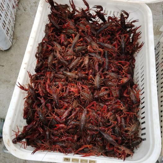 宝应县宝应小龙虾 大青6-9钱