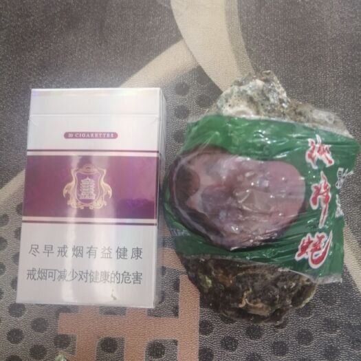 湛江三倍体生蚝 净化生蚝 湛江生蚝批发 三倍体刺身生蚝