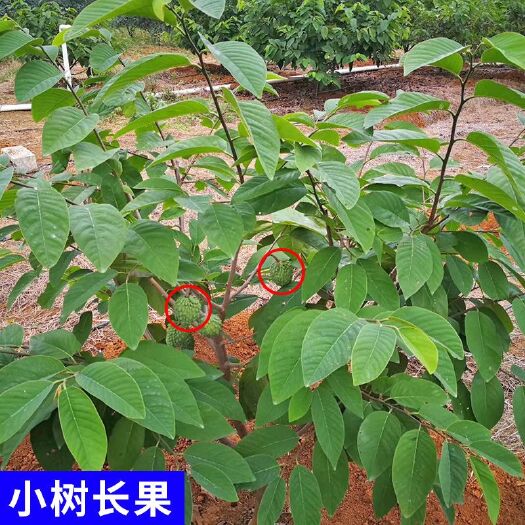灵山县释迦果苗凤梨嫁接苗番荔枝佛头果苗南北方盆栽地栽树苗果苗