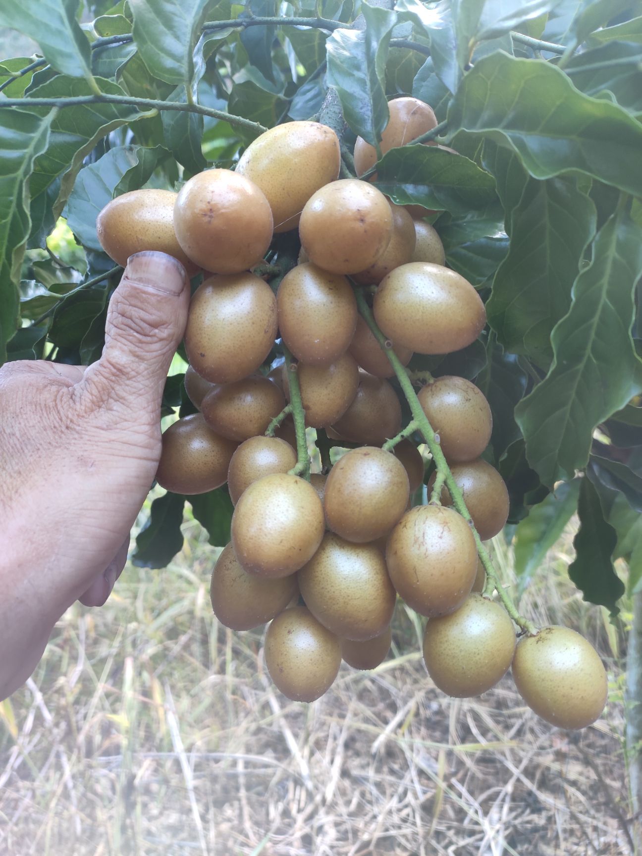 贵妃黄皮果苗 金蛋黄皮苗（原产地廉江市河唇镇风梢村）