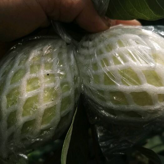 广州珍珠番石榴 新果刚上