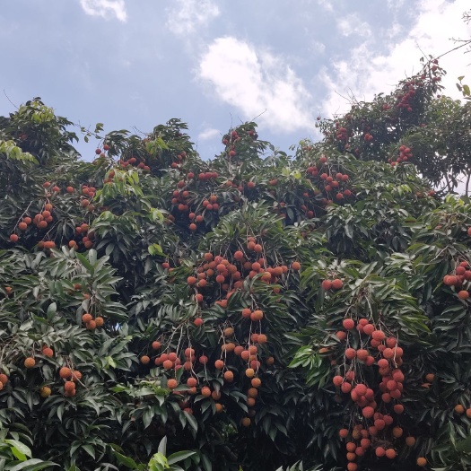 广州 增城桂味荔枝，自家果园，自产自销