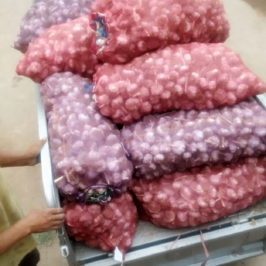 大名县大名精品大蒜