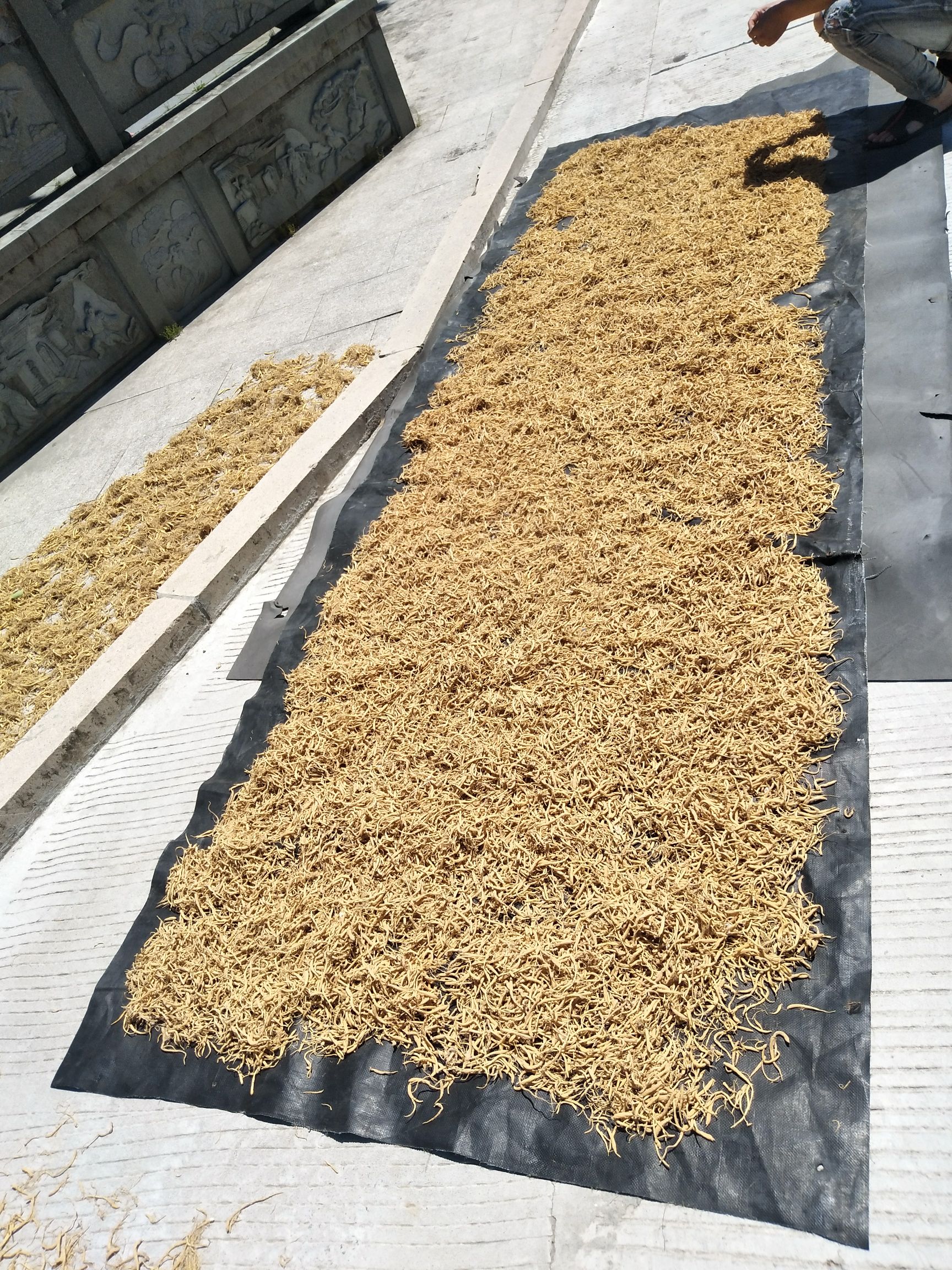  福建管阳柘荣高山太子参农户纯手工制作直接场地批发供应