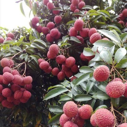 灵山县 桂味 荔枝果