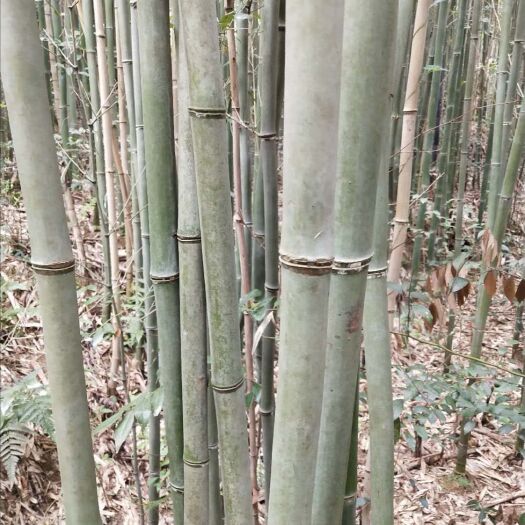 赤水市楠竹