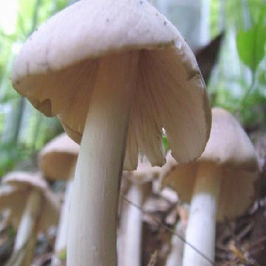 罗城县 鲜美的鸡枞菌