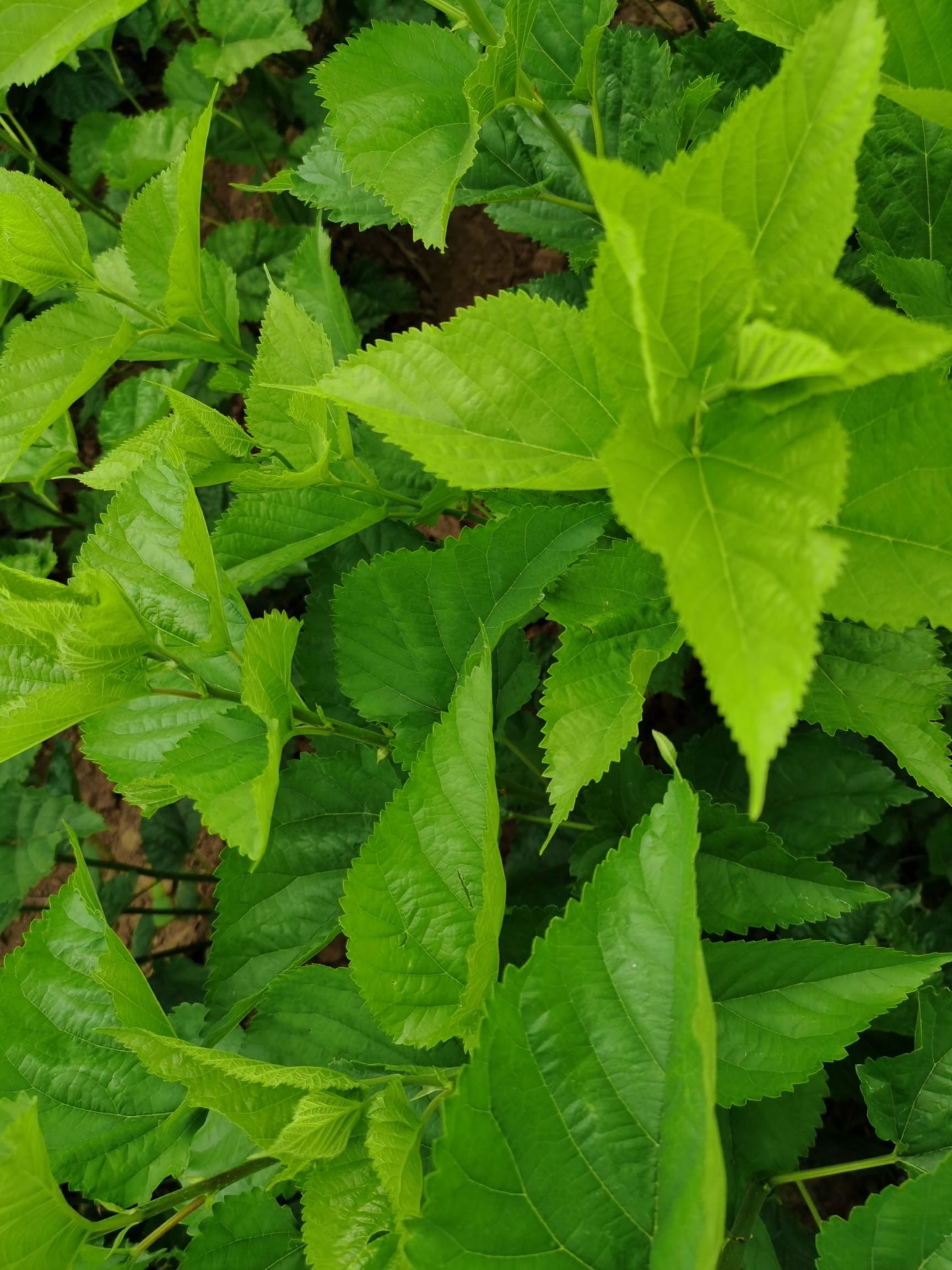  桑芽菜（鲜品）（真空速冻）月供200吨