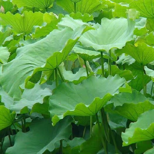 洪湖市 新鲜大湖荷叶