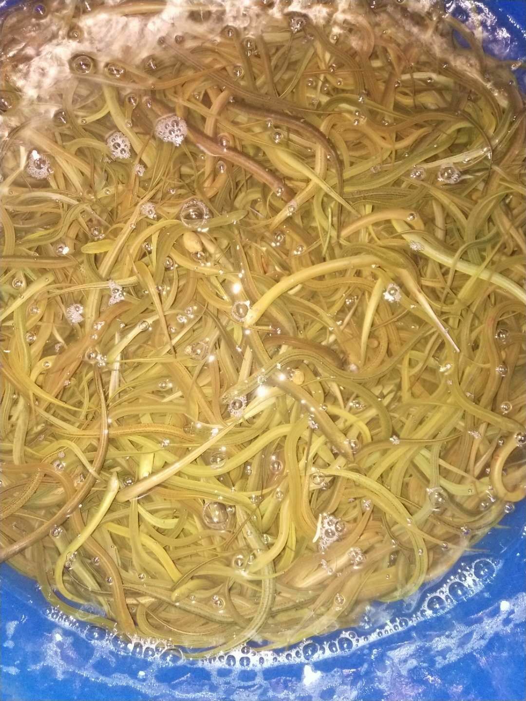 黄鳝苗，正大黄鳝苗，成活率高，长势快无病毒