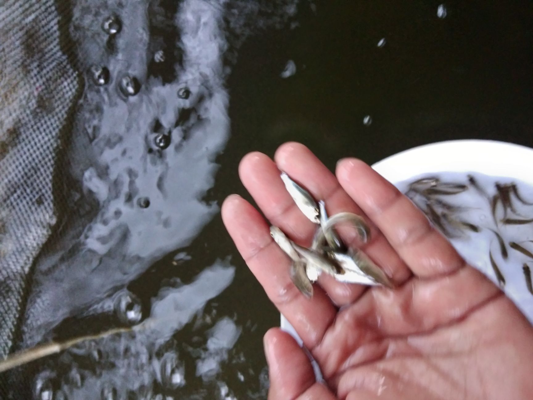 出售杂交快大土鲮鱼苗