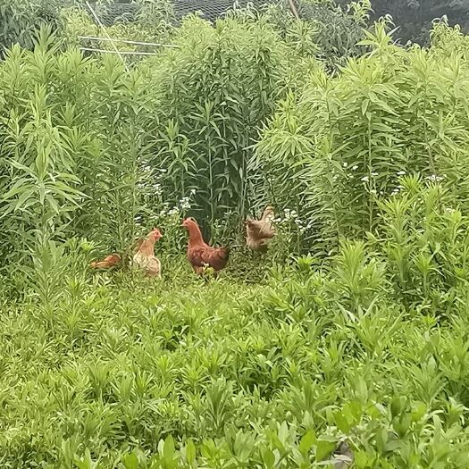 南陵县土鸡