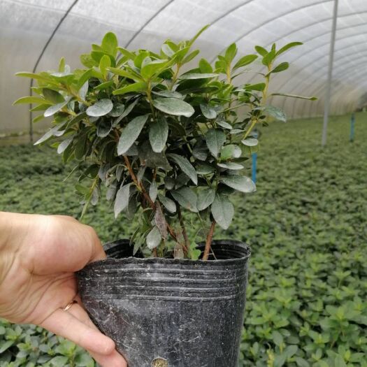 成都西洋杜鹃 批发西洋鹃株高15-20公分，杯型多，货源充足