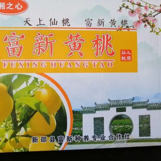 新邵县 锦绣黄桃原产地种植，支持批发，零售，一件代发