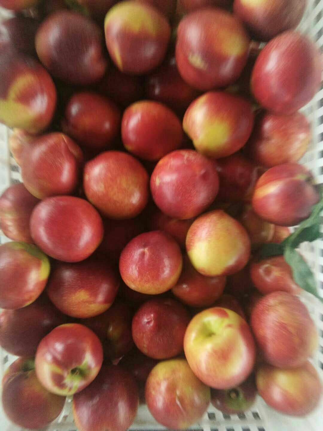  市场代办供应毛桃