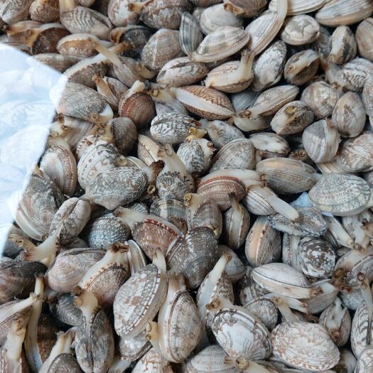 昆明无沙大花甲