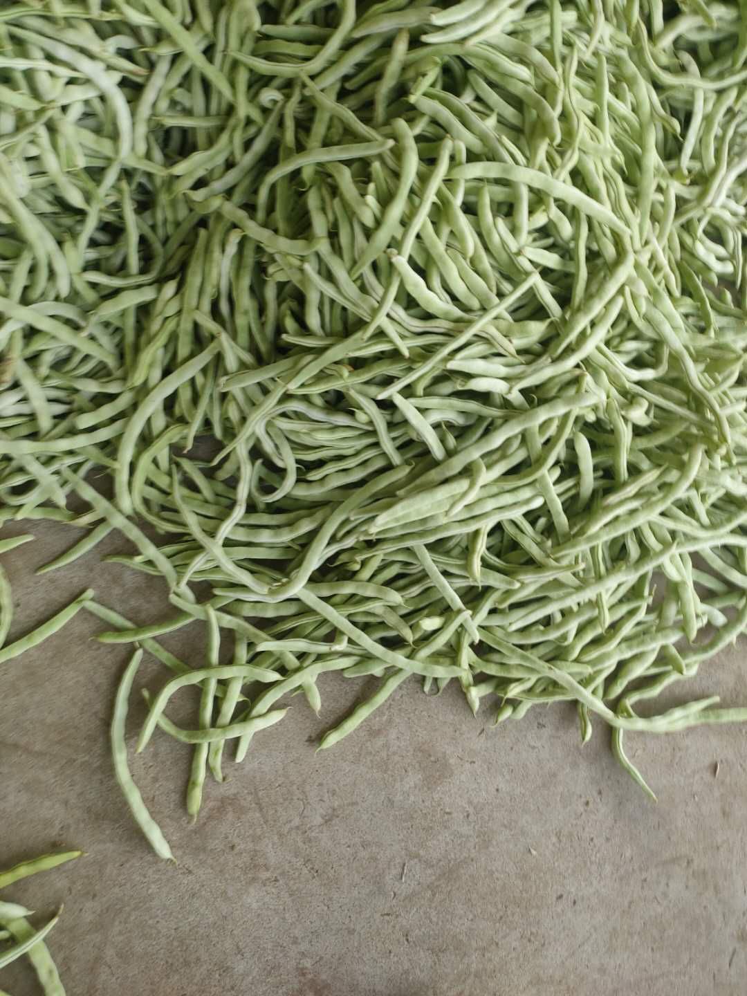  大量白豆角上市 有需求的联系我