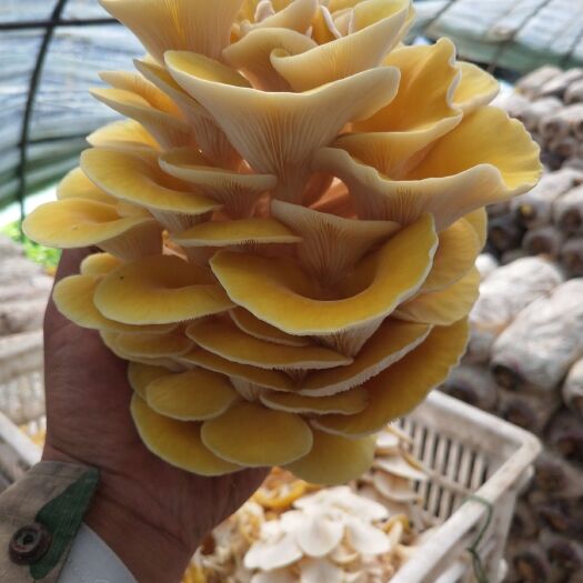 尚志市榆黄蘑鸡油菌黄金菇烘干单根精品货，一手货源无中间商，无杂质