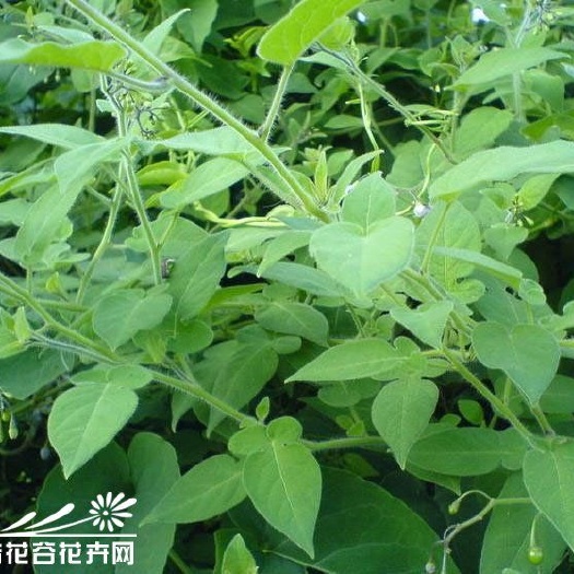 中江县天然干白英，毛秀才