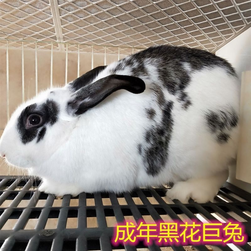 兔子活体大型肉兔子小白兔小兔子肉兔新西兰肉兔苗